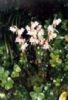  Epipogum Aphyllum Extract
